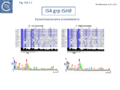 Fig. IS4.2.2. The IS4 group ISH8. Top: The element names taken from ISfinder are shown on the left of each column. The conserved amino acids are highlighted in blue. The intensity reflects the degree of conservation. The black histograms below show the percentage identity with the consensus sequence proposed by De Palmenaer et al. 2008. Bottom: The left (IRL) and right IRR inverted terminal repeats are shown in WebLogo format (Crooks et al., 2004). Figure adapted from Palmenaer et al. 2008.