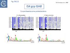 Fig. IS4.2.2. The IS4 group ISH8.