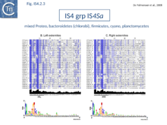 Fig. IS4.2.3. The IS4 group IS4Sa.