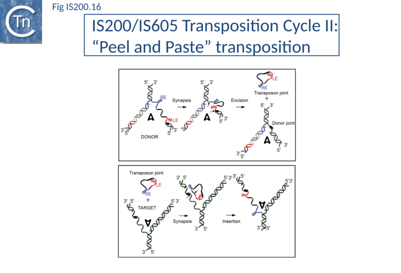 File:Fig. IS200.16.png