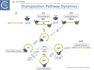 Tn3.Fig16hb.png
