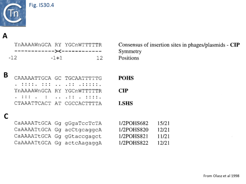 File:FIg. IS30.4.png