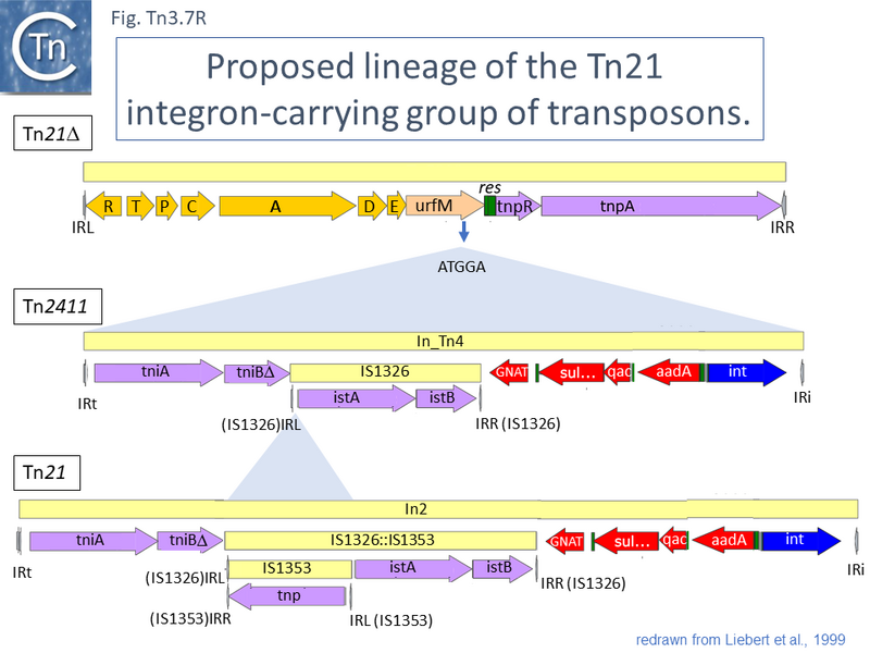 File:Fig.Tn3.7R.PNG