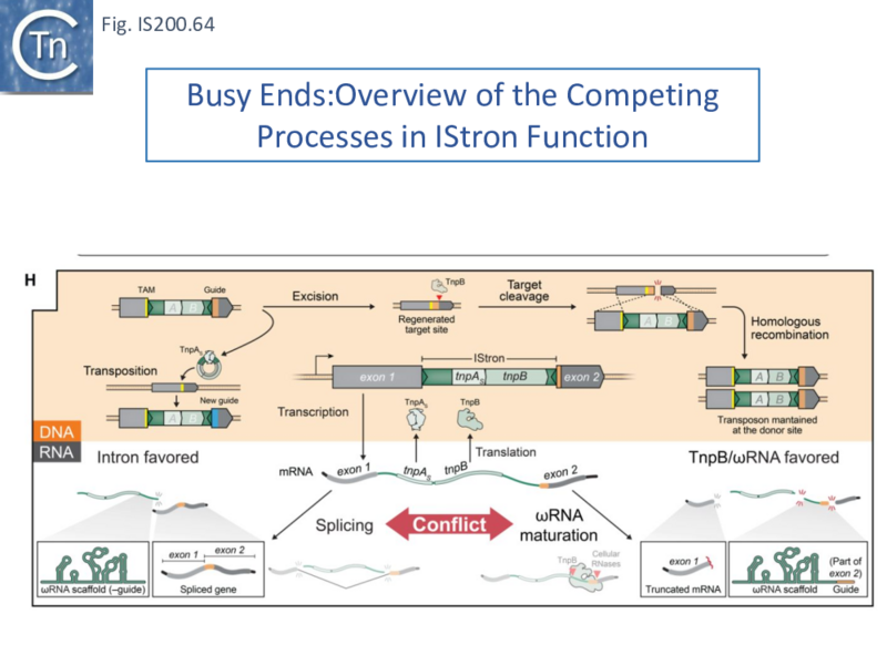 File:FigIS200 605 64.png