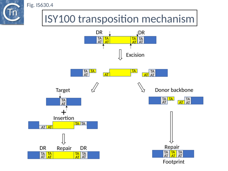 File:Fig. IS630.4.png