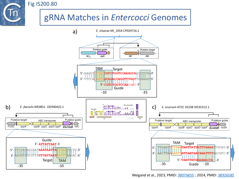 File:FigIS200 605 80.png