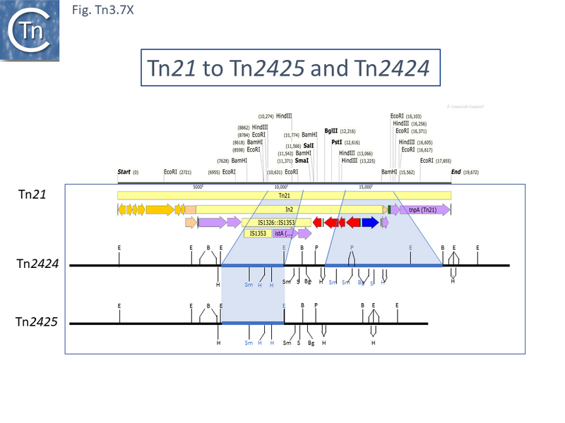 File:Fig.Tn3.7X.PNG