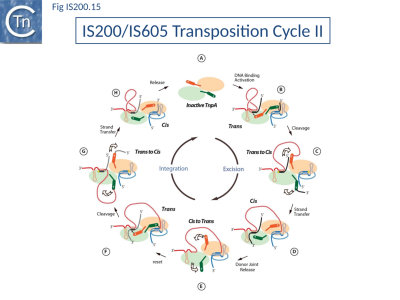 File:Fig. IS200.15.png