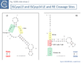 Fig. IS200.slide show 2. ISCysp13 and ISCysp14 LE and RE Cleavage Sites