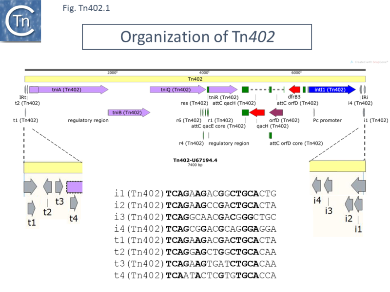 File:Fig-Tn402.1.png