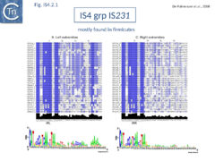 Fig. IS4.2.1. The IS4 group IS231.