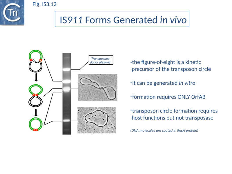 File:Fig. IS3.12.png