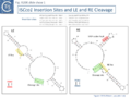 Fig. IS200.slide show 1. ISCco1 Insertion Sites and LE and RE Cleavage