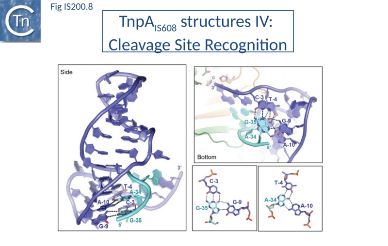 File:Fig. IS200.8.png