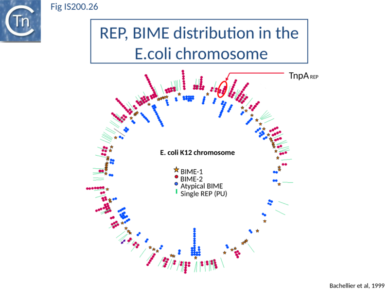 File:Fig. IS200.26.png