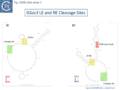 Fig. IS200.slide show 3. ISSoc3 LE and RE Cleavage Sites