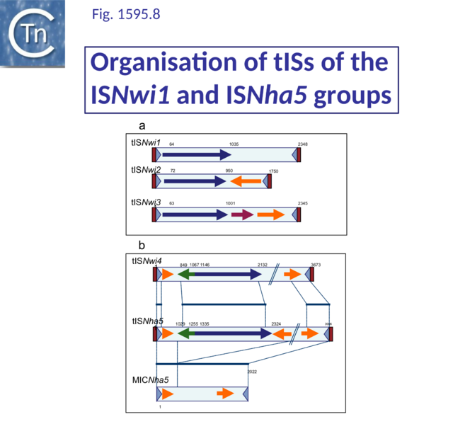 File:Fig. IS1595.8.png