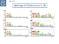 Fig. IS6.4. Clades d and e left (IRL) and right IRR and a combined IRL+IRR inverted terminal repeats for each clade are shown in WebLogo format (Crooks et al., 2004). The last slide shows an alignment of the ends of clade Aiv adjusted by hand