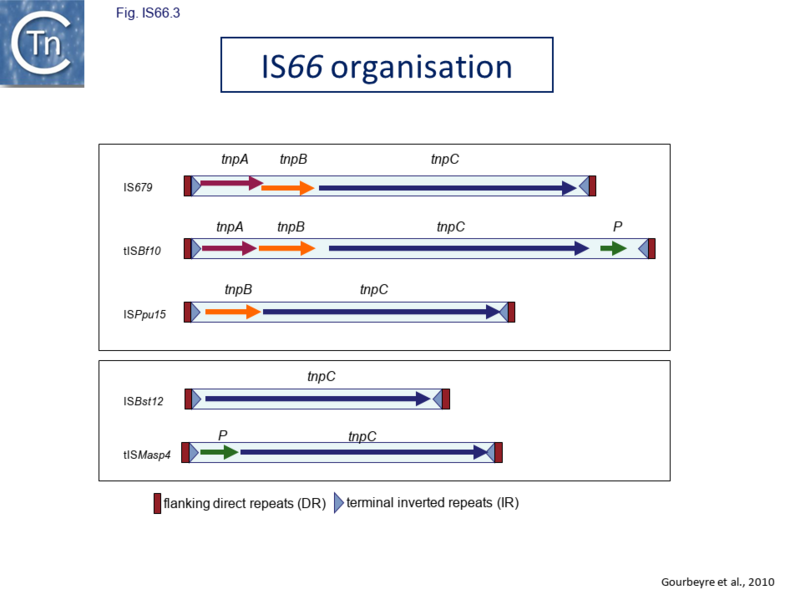 File:Fig IS66.3.png