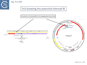 Fig.Tn3.10D.PNG