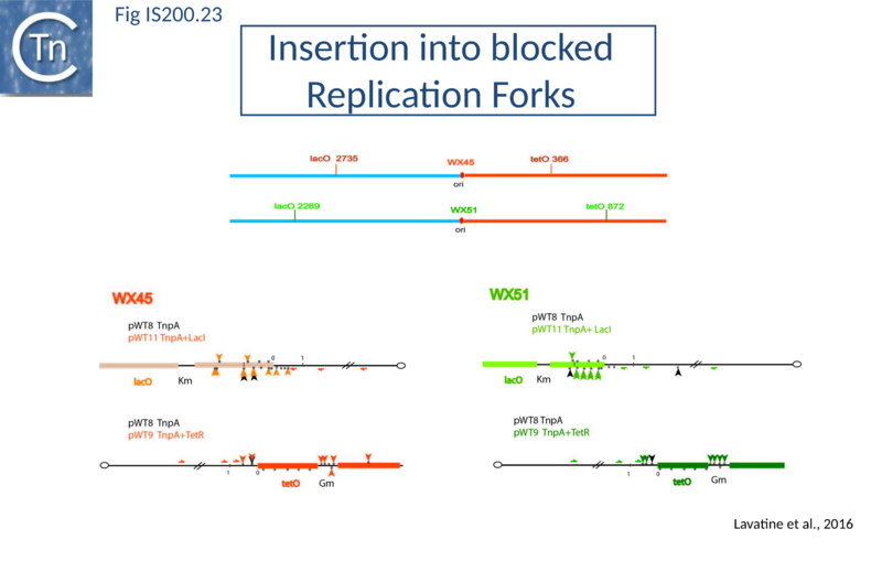 File:Fig. IS200.23.png