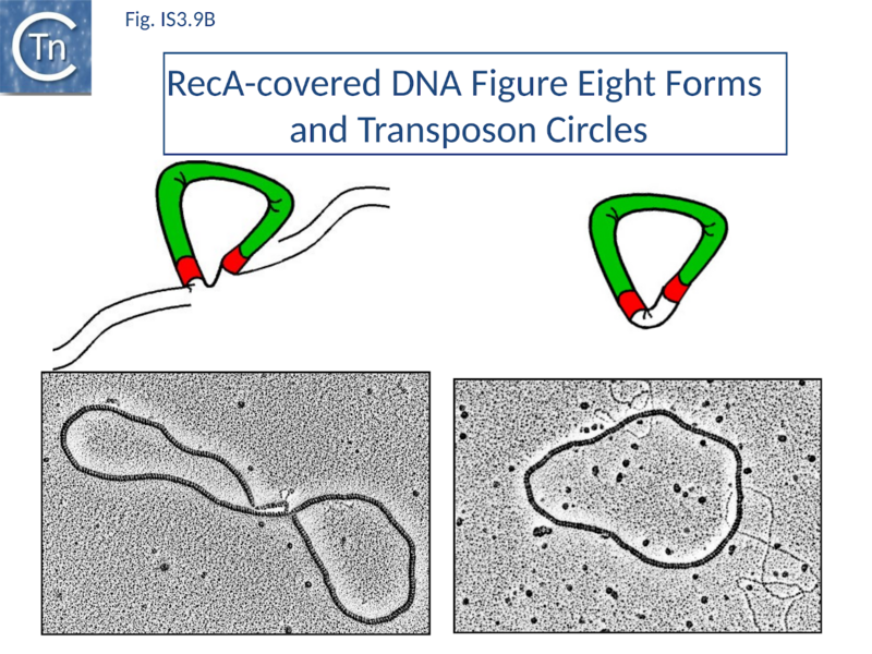 File:Fig. IS3.9B.png