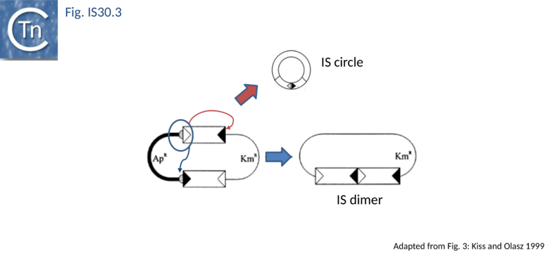 File:FIg. IS30.3.png
