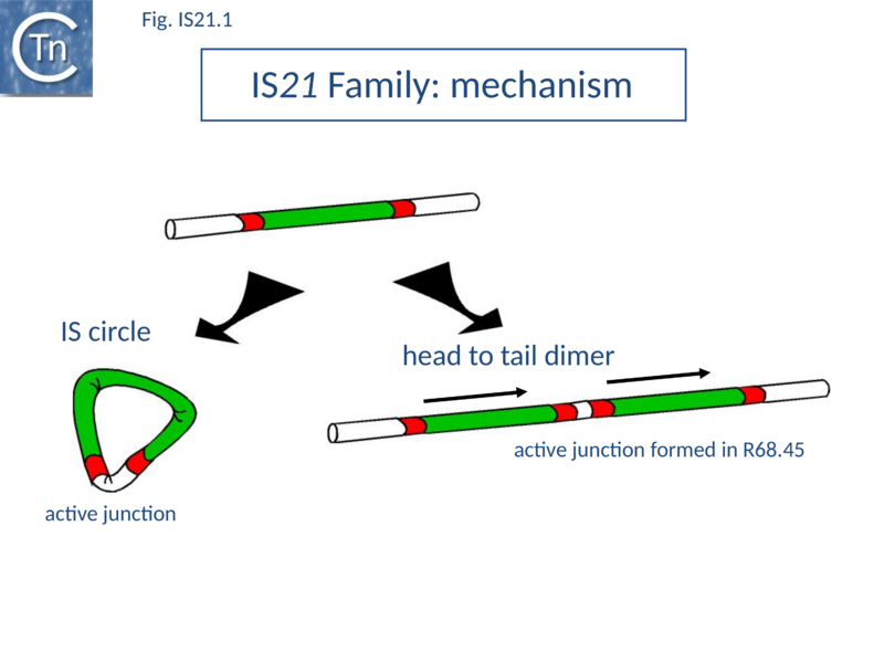 File:Fig. IS21.1.png