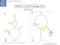 Fig. IS200.slide show 5. ISTel3 LE and RE Cleavage Sites