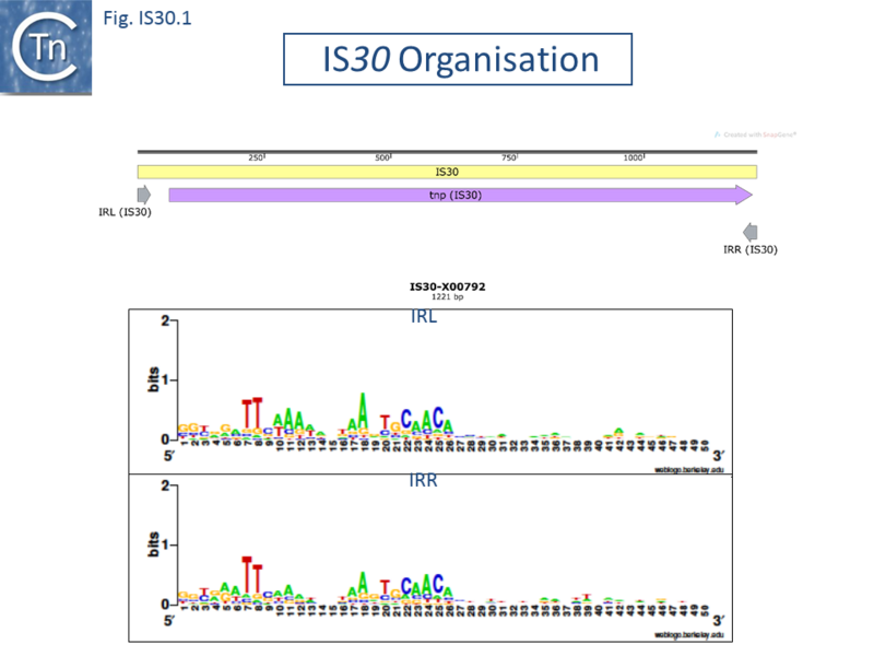 File:FIg. IS30.1.png