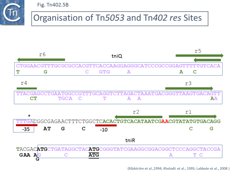 File:Fig-Tn402.5b.png