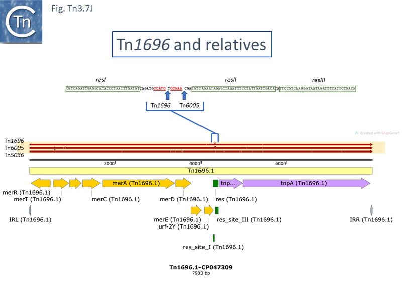 File:Fig.Tn3.7J.PNG