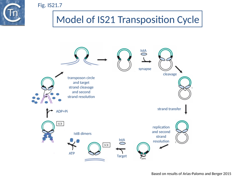 File:Fig. IS21.7.png