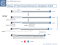 Fig. IS200.slide show 4. Decay of Thermosynechococcus elongatus ISTel2