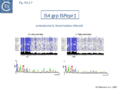 Fig. IS4.2.7. The IS4 group ISPepr1. Top: The element names taken from ISfinder are shown on the left of each column. The conserved amino acids are highlighted in blue. The intensity reflects the degree of conservation. The black histograms below show the percentage identity with the consensus sequence proposed by De Palmenaer et al. 2008. Bottom: The left (IRL) and right IRR inverted terminal repeats are shown in WebLogo format (Crooks et al., 2004). Figure adapted from Palmenaer et al. 2008.