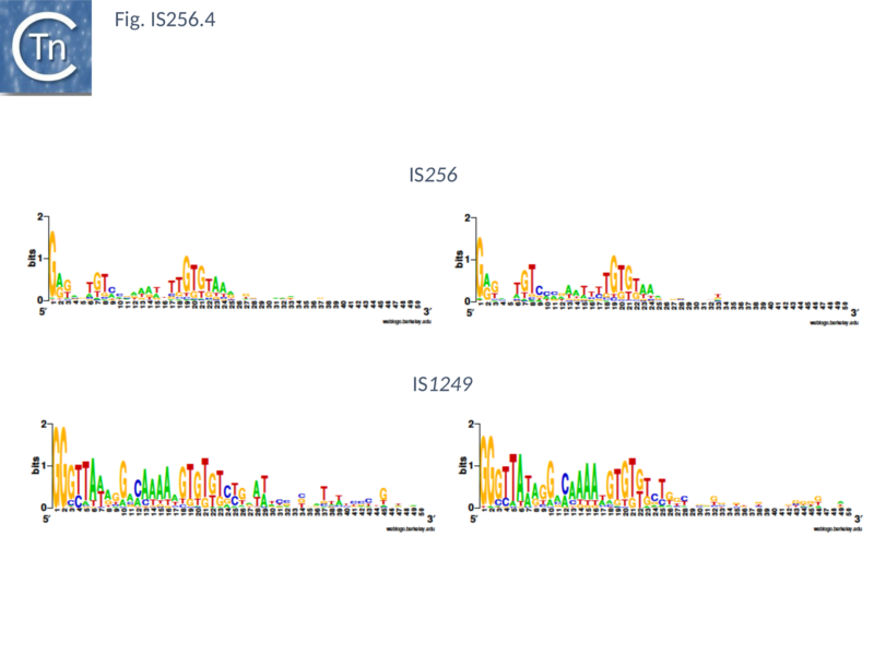 File:Fig. IS256.4.png