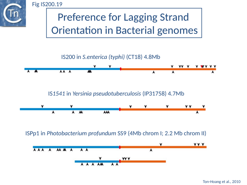 File:Fig. IS200.19.png
