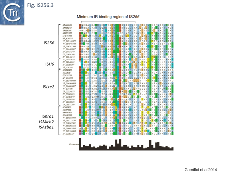 File:Fig. IS256.3.png