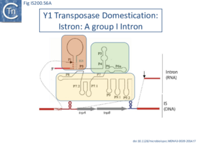 FigIS200 605 56A.png