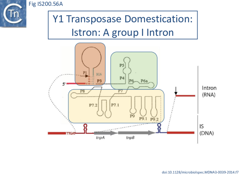 File:FigIS200 605 56A.png