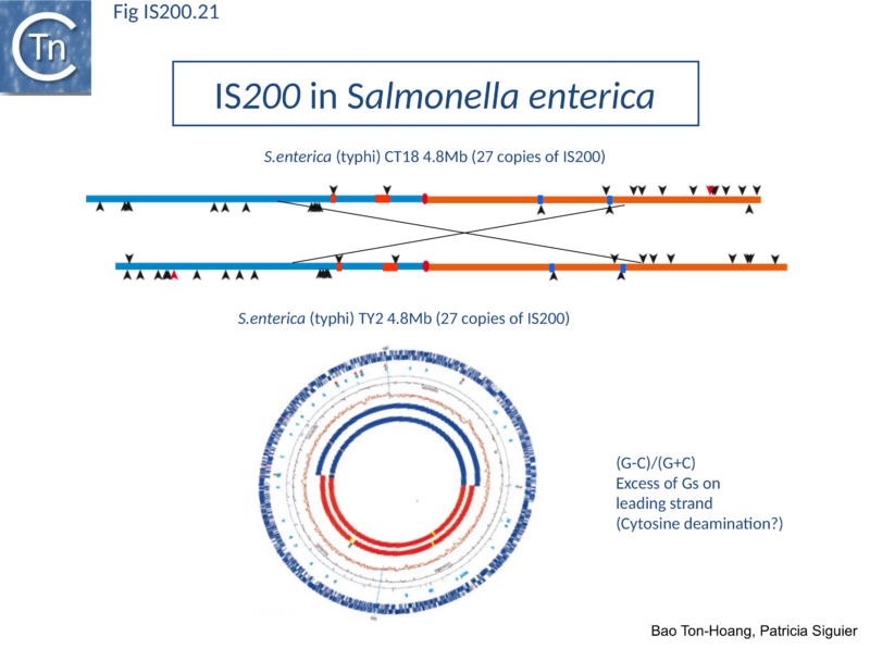 File:Fig. IS200.21.png