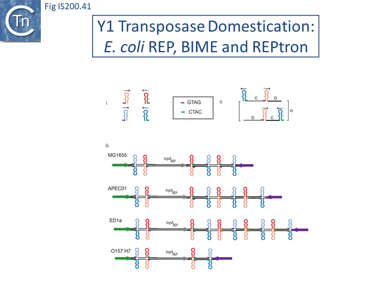 File:Fig. IS200.25.png