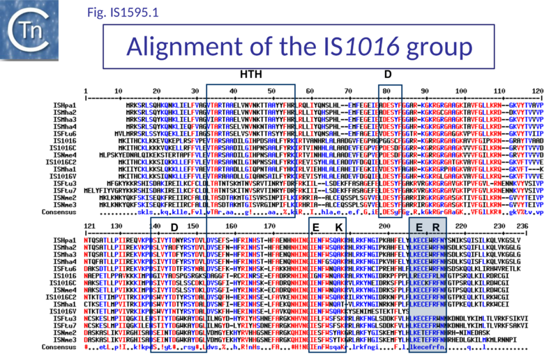 File:Fig. IS1595.1.png